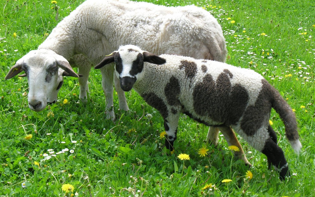 Die Auen lammen ein bis zwei Mal pro Jahr. 