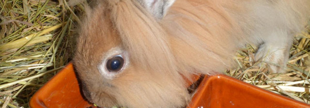 Meist fressen Kaninchen Sprossen und Keimlinge nicht auf Anhieb, da ihnen dieses Futter unbekannt ist und sie es erst kennenlernen müssen.