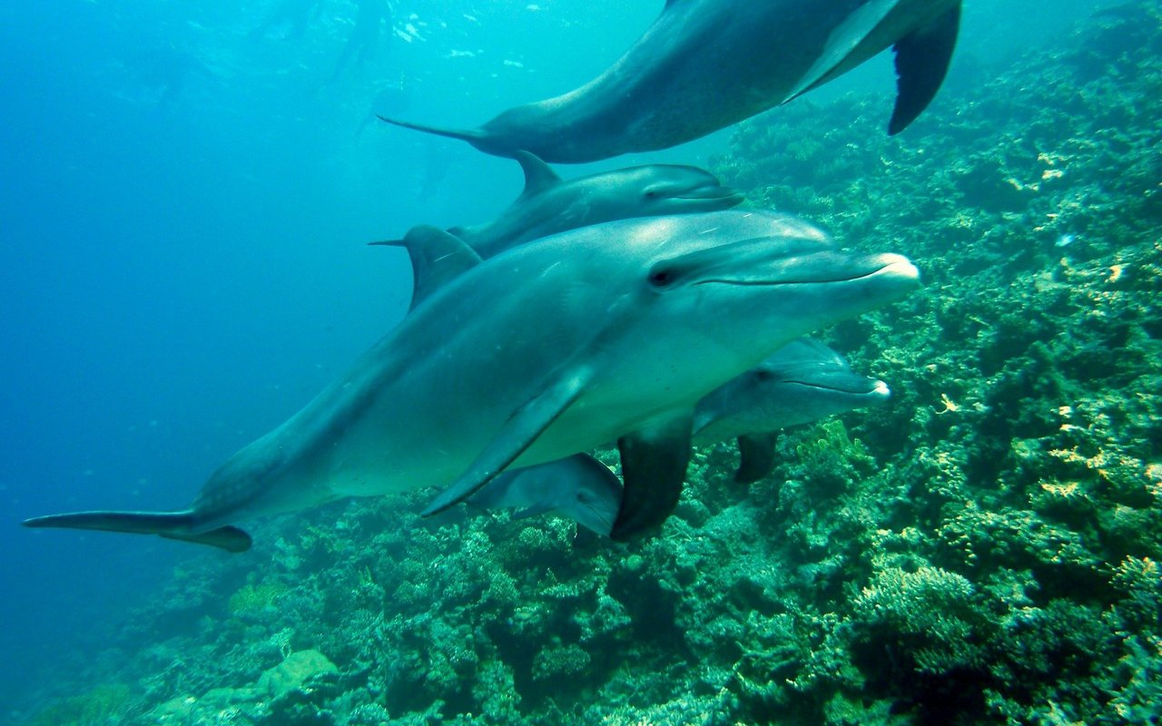 Homosexualität ist bei Delfinen relativ häufig.