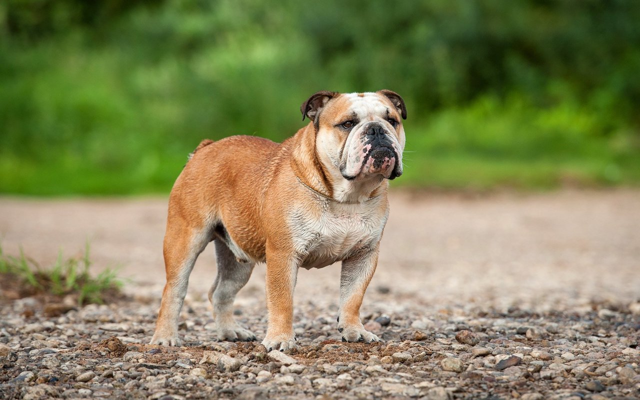 Englische Bulldogge