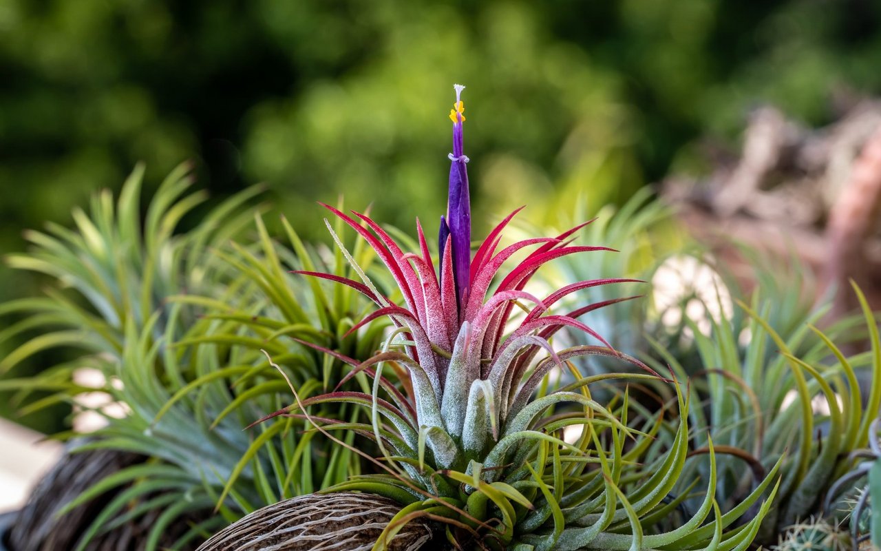 Die dekorative Tillandsia ionantha bleibt klein und ist darum ideal für das Terrarium.