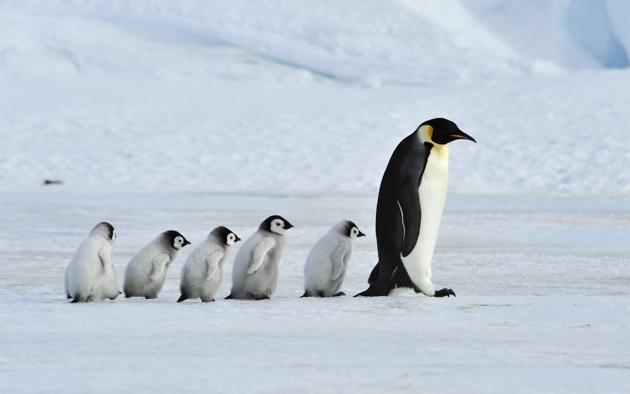 Ein Kaiserpinguin mit Jungtieren. 