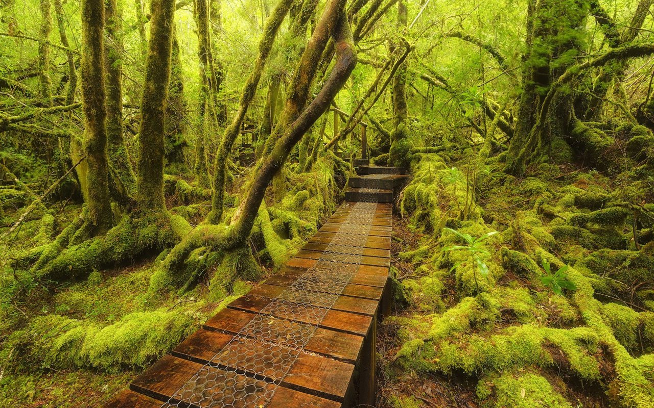 Die Regenwälder auf dem Overland Track sind wild und alt.