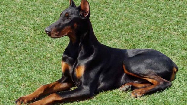 Dobermann_Fangio-Snej-Teeps-by-sa_s.jpg