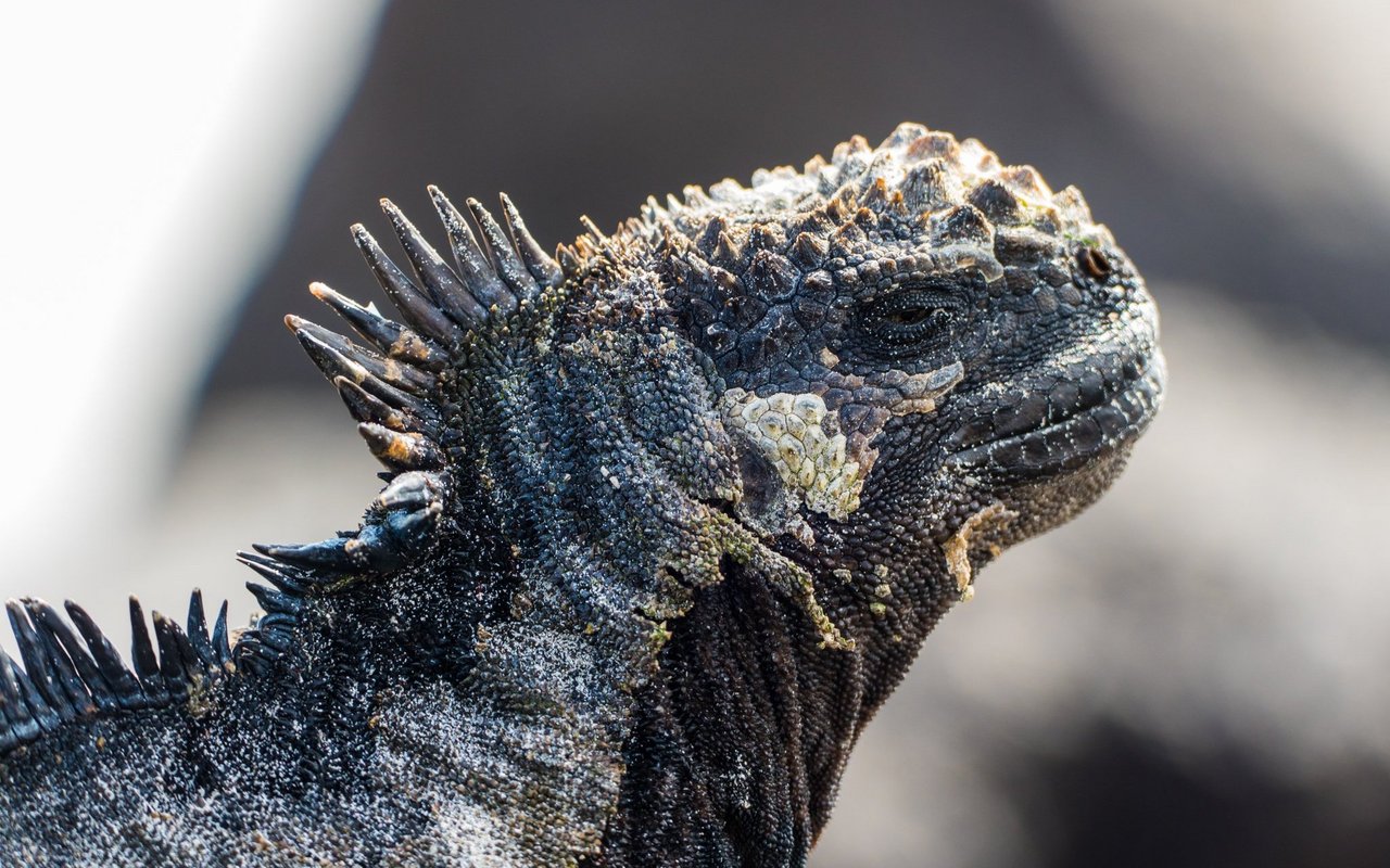 Die Meerechse wurde von Charles Darwin als Kobold der Finsternis bezeichnet.