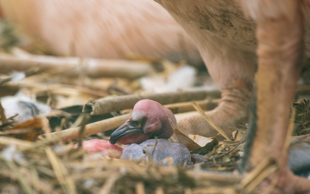 Der Zoo Basel freut sich über den geschlüpften Pelikan-Nachwuchs.