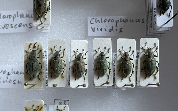 Entomologen Kennen Sich Aus Mit Diesen Tieren www.tierwelt.ch