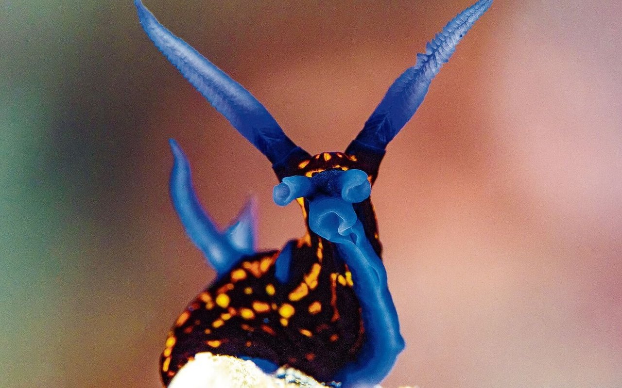 Die Schlanke Neonsternschnecke ist ein Räuber.