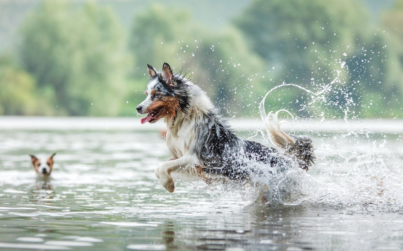 Erfahren Sie, wie Sie Ihren Hund sicher und verantwortungsbewusst im Wasser baden lassen – mit wichtigen Tipps zu Vorschriften und Naturschutz.