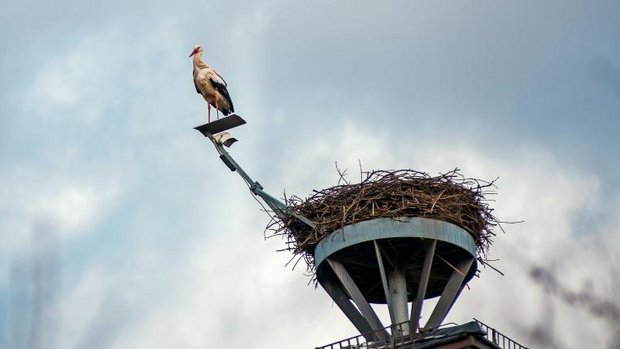 Storchennest mit Webcam