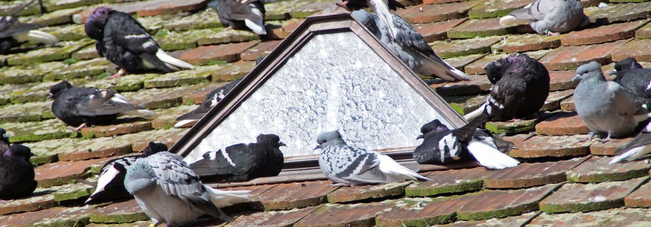 Lieber auf dem Dach: Sich an der prallen Sonne zu räkeln, ist für alle Tauben ein absoluter Komfort.