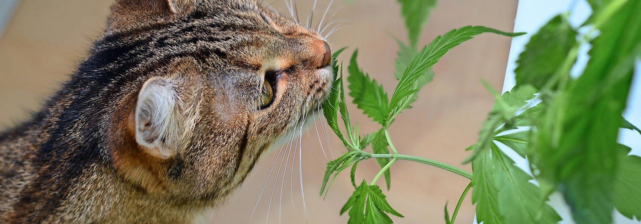 Hanf hat bei Katzen Potenzial – die richtige Dosierung ist aber anspruchsvoll.