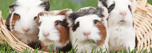 vier-meerschweinchen.jpg