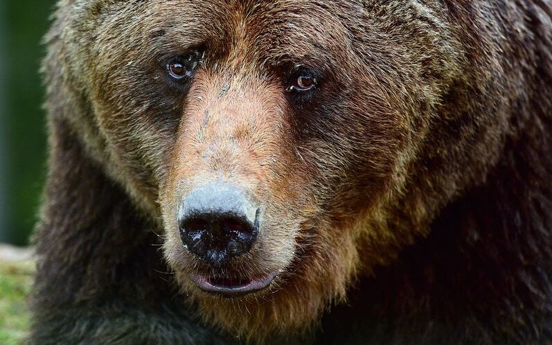 Bären wurden aus der Stadt Bern geraubt. 