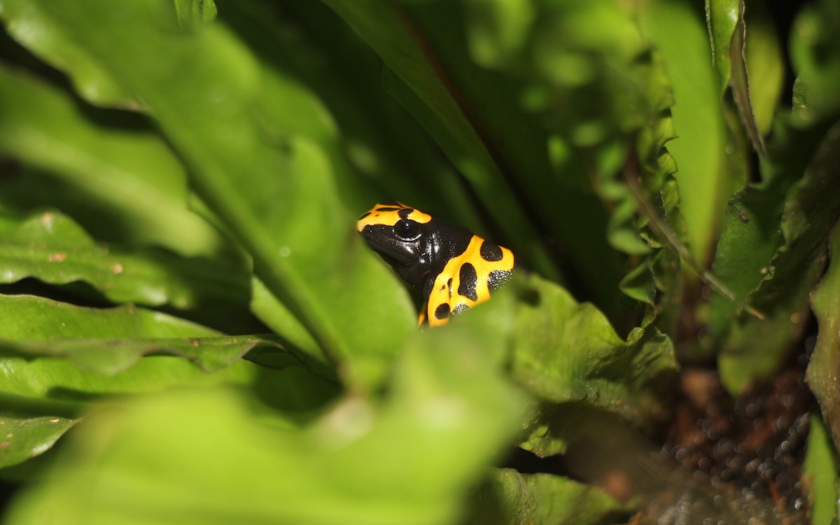 Ein Färberfrosch inmitten eines Pflanzendschungels. 