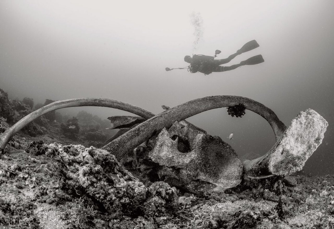 Die Überreste eines Pottwales ernähren Wasserorganismen wie Fische, Muscheln und Bakterien noch über Jahrzehnte.