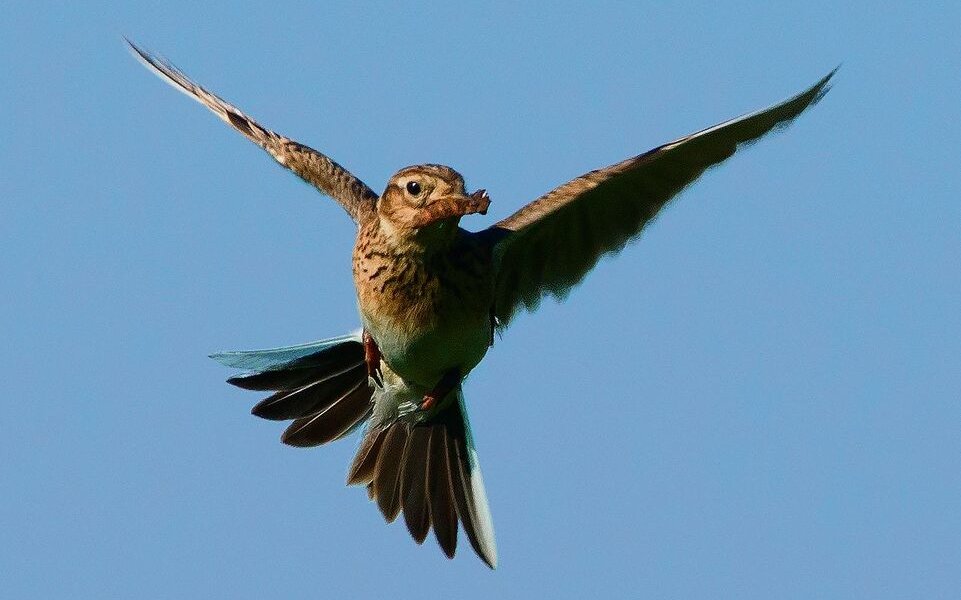 Feldlerchen können dank spät gemähter Wiesen wieder ihre Brut aufziehen und finden in den Biodiversitätsförderflächen ausreichend Insekten. 