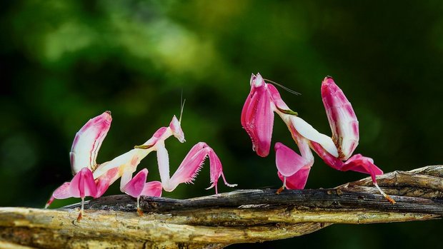 Orchideen-Mantiden gehören zu den anspruchsvolleren Arten von Gottesanbeterinnen.