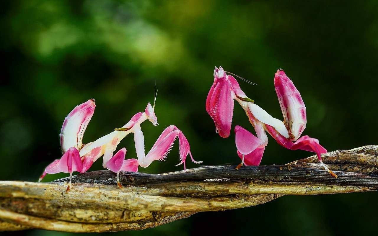 Orchideen-Mantiden gehören zu den anspruchsvolleren Arten von Gottesanbeterinnen.