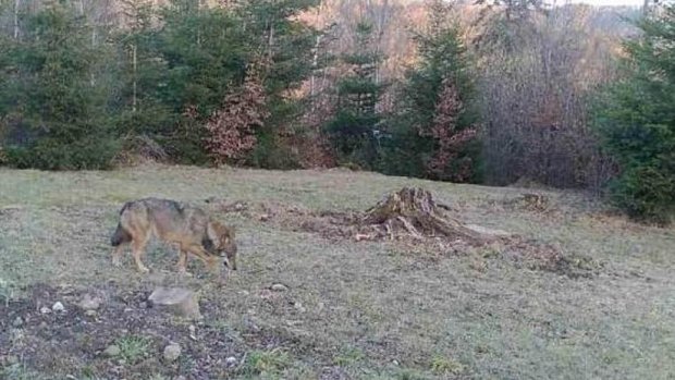 Wolf in Kamerafalle bei Bäretswil ZH