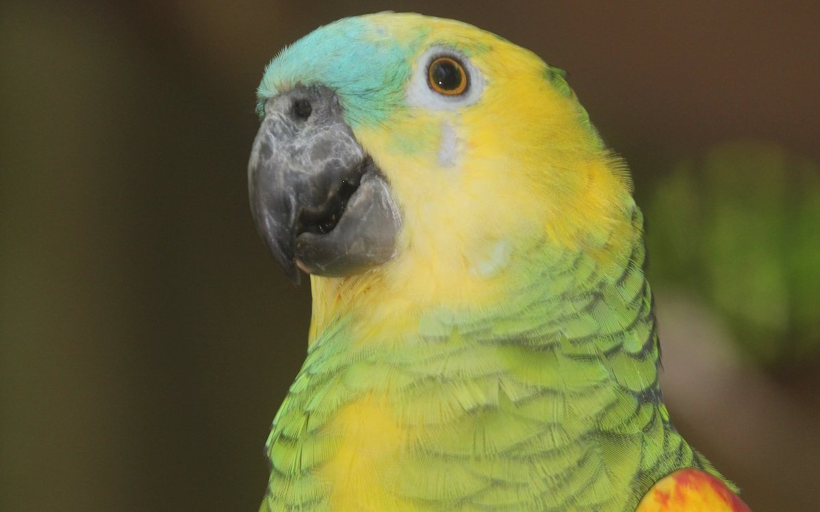 Praktisch alle Papageien sind artengeschützt, das heisst, sie werden auf dem CITES geführt. So auch diese Blaustirnamazone. 
