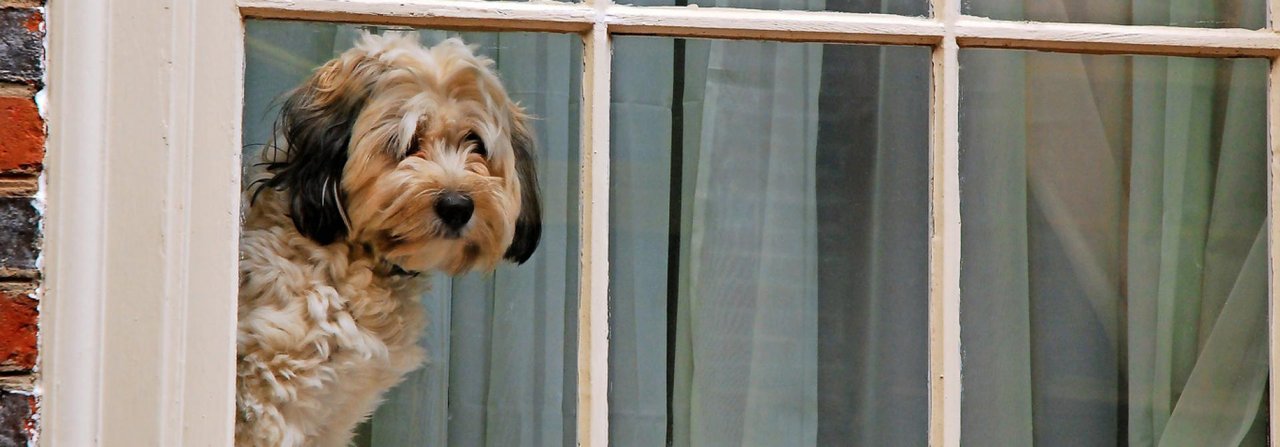 Wann kommst du endlich heim? Hunde sind höchst sozial und äusserst ungern allein.