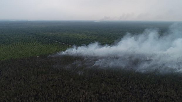 Palmölplantage neben Brandrodung in Indonesien