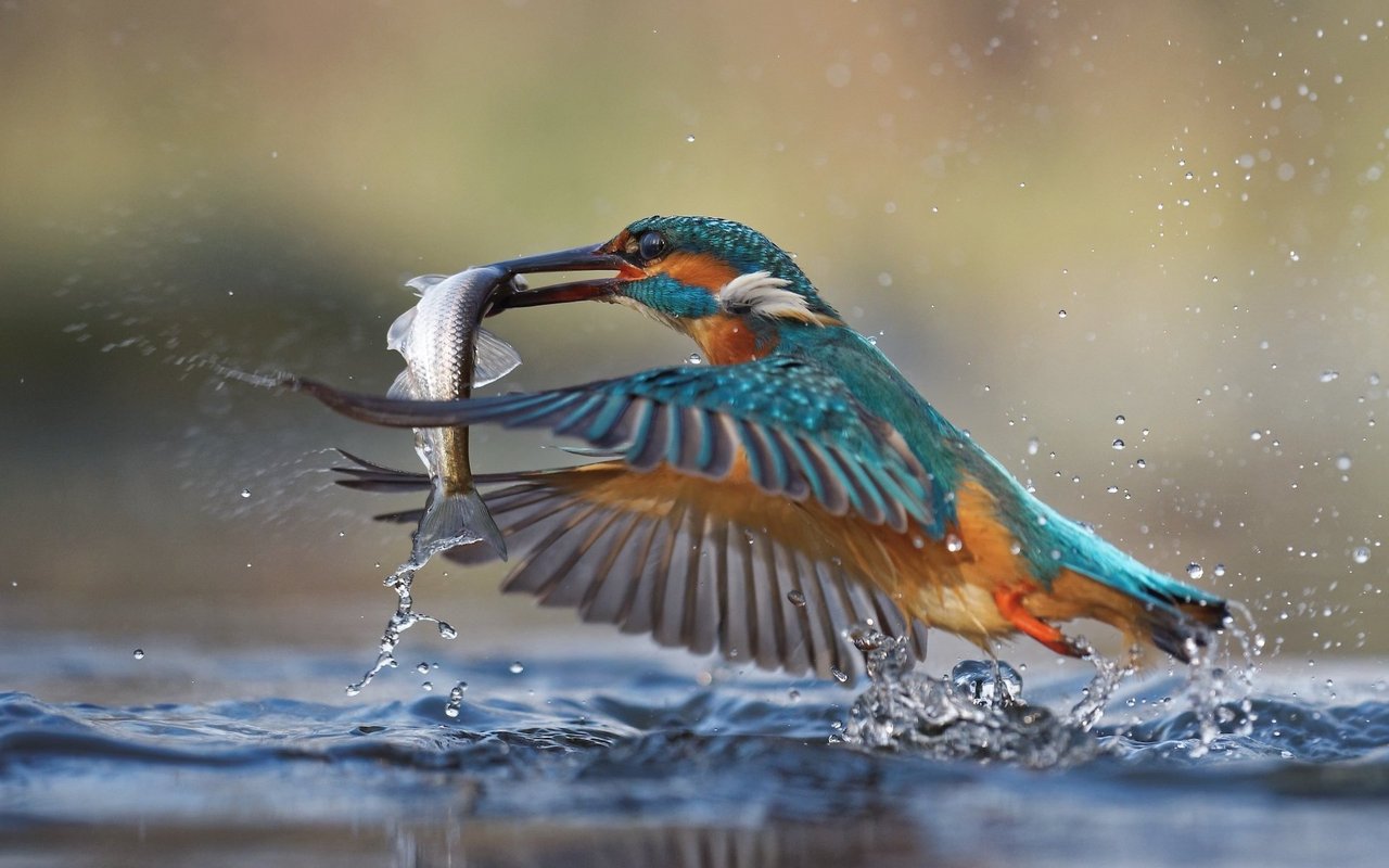 Der Eisvogel wird selten gesichtet und wird auch Meisterjäger genannt.