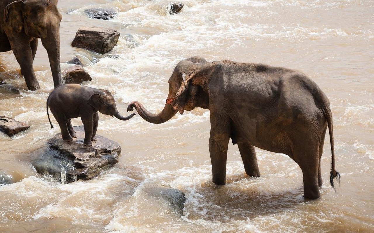 Elefanten sorgen sich das Leben lang um ihren Nachwuchs, teilweise sogar um ihre Enkel und Urenkel.