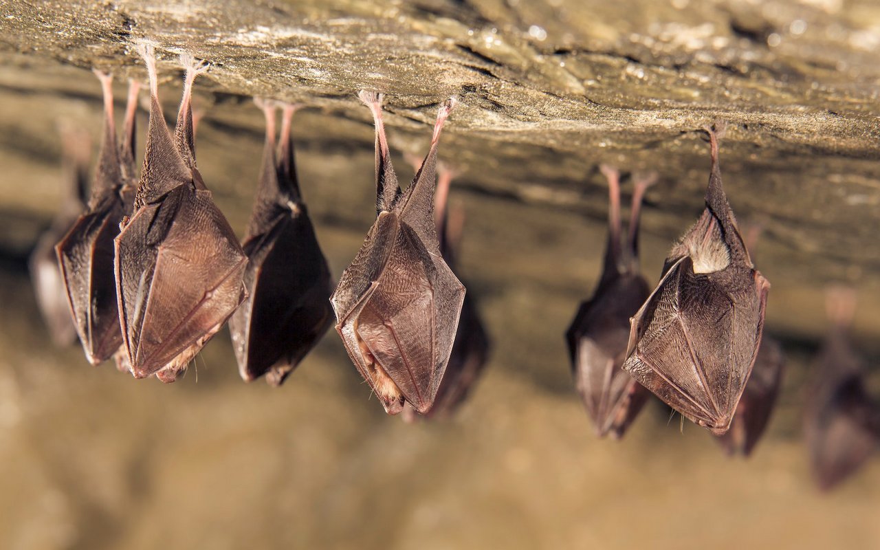 Eine Gruppe von Hufeisennasen überwintert gemeinsam an der Decke einer Höhle.