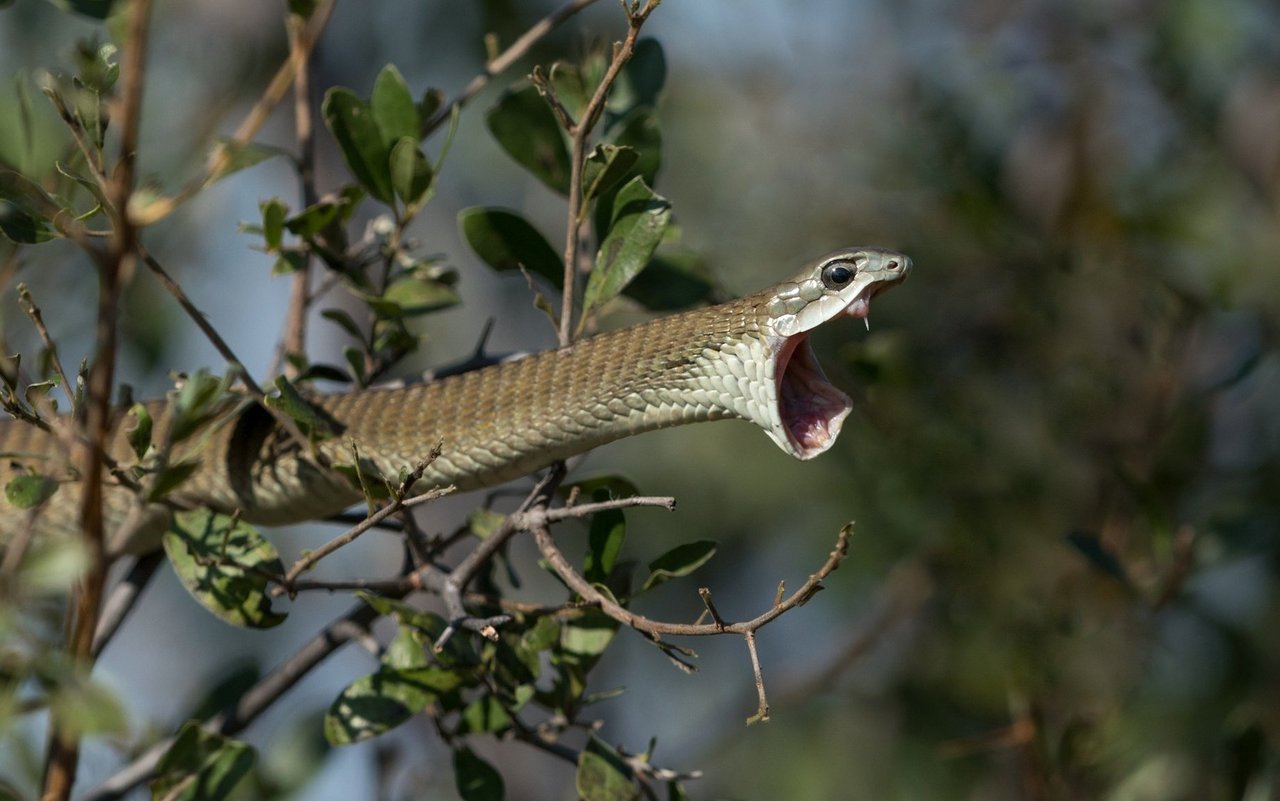 Das Boomslang-Weibchen ist oberseits meist hell- bis olivbraun.