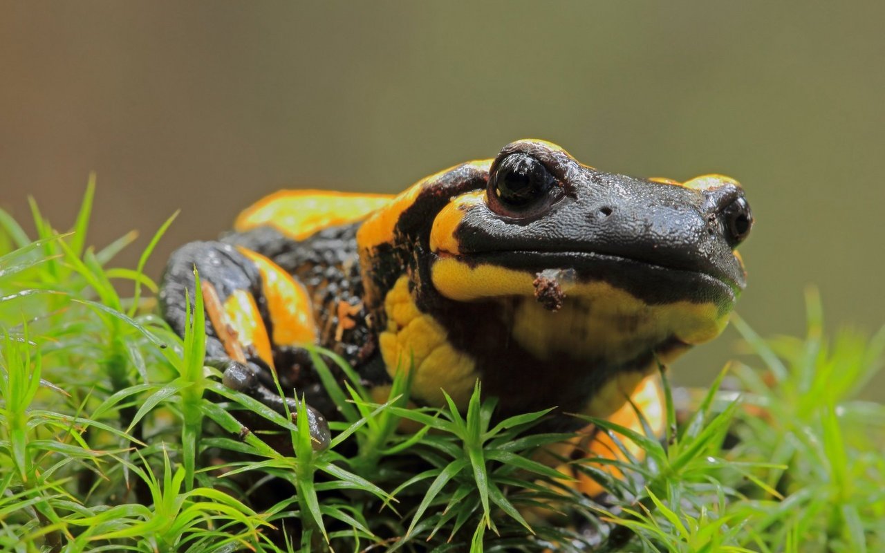 Feuchte Laubwälder sind der bevorzugte Lebensraum des farblich attraktiven Schwanzlurchs.