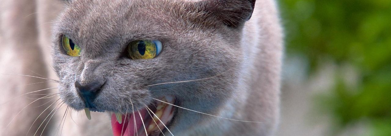 Wer muss für den Schaden aufkommen, wenn eine Katze randaliert?