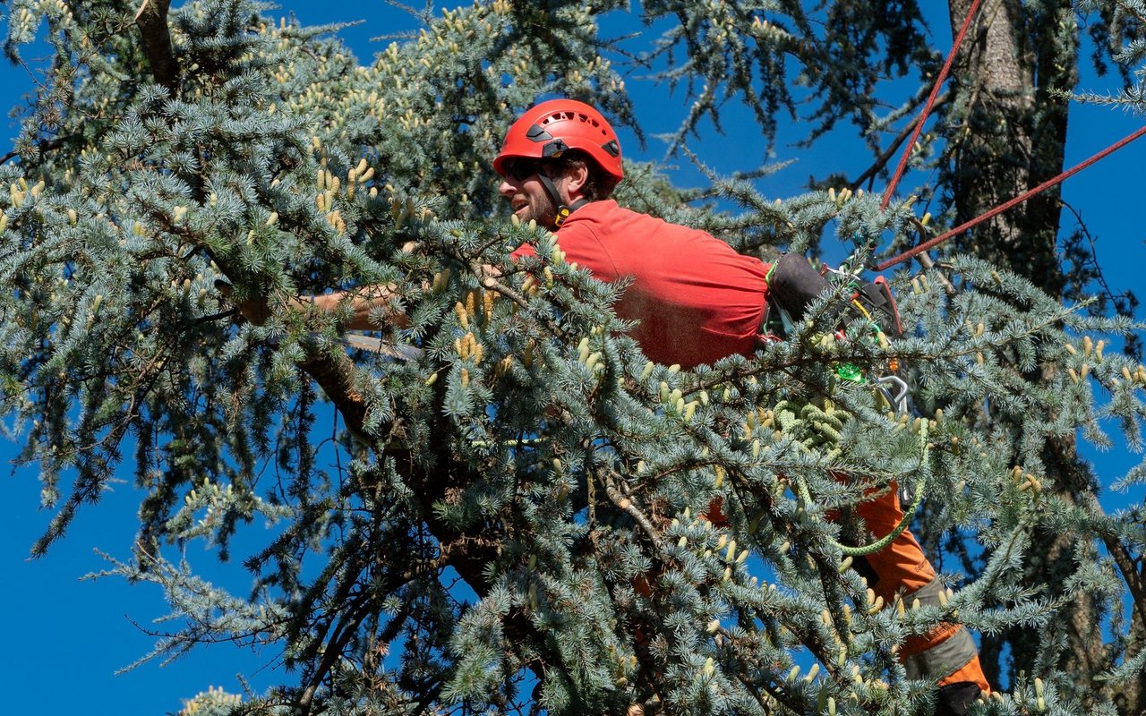 Baumpflegespezialisten sollten schwindelfrei sein, um in den Baumkronen ihre Arbeit verrichten zu können.