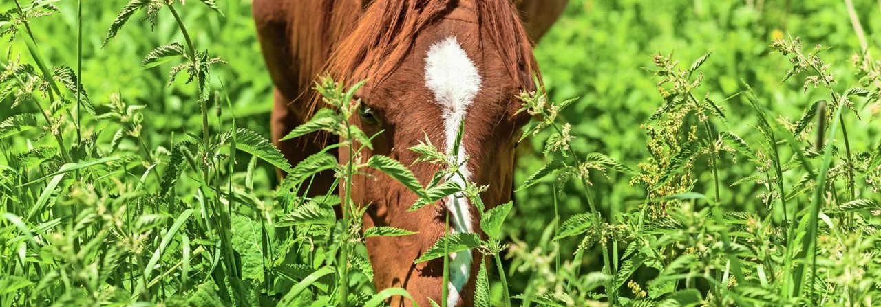 Saftigem Grünzeug können viele Pferde nicht widerstehen – beim Ausritt ist das allerdings tabu.