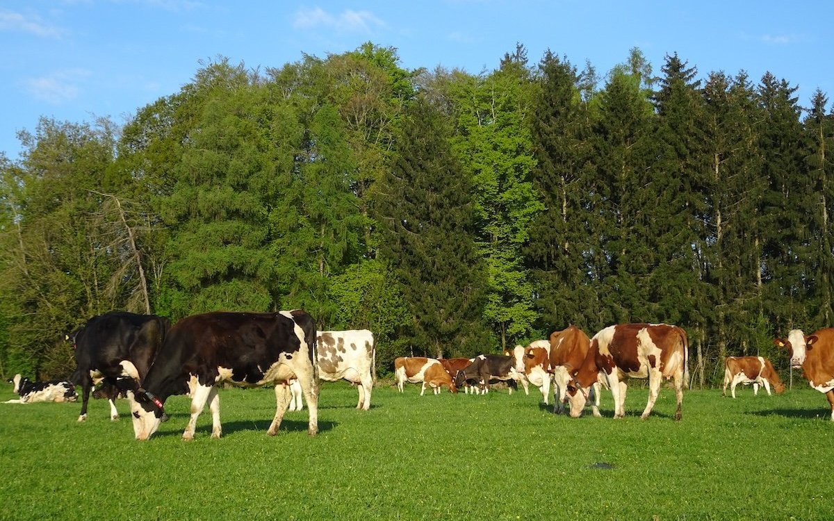 Holsteiner-Kühe bringen eine gute Milchleistung und sind im Schweizer Mittelland sehr verbreitet. 