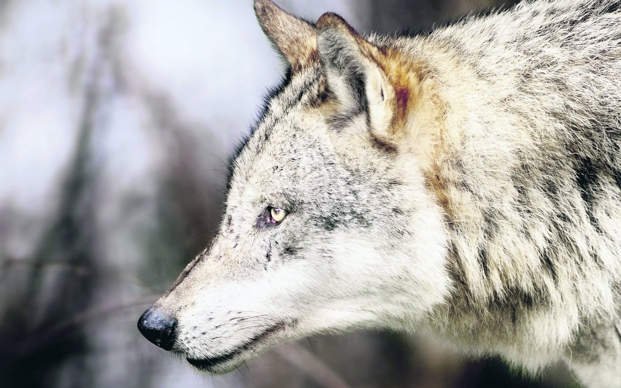 Auge um Auge mit dem Wolf: Um die Tiere im Dickicht des Parks zu Gesicht zu bekommen, muss man Geduld mitbringen. 