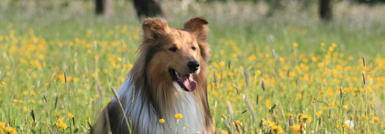 Für einen allergischen Hund ist das Tummeln in einer blühenden Wiese verboten.