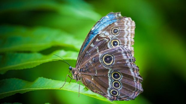 Schmetterling