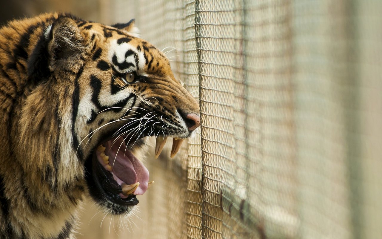 Symbolbild: Für Tiger, die ein artgerechtes Verhalten zeigen, haben Attacken auf Menschen heutzutage normalerweise keine Konsequenzen mehr. 