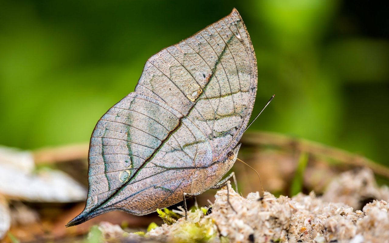 (Bild: Gorawut Thuanmuang/Shutterstock)