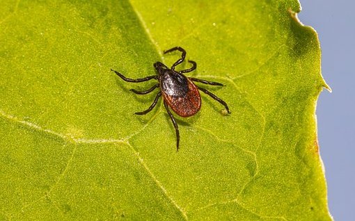 Zecken gehören zu den Parasiten.