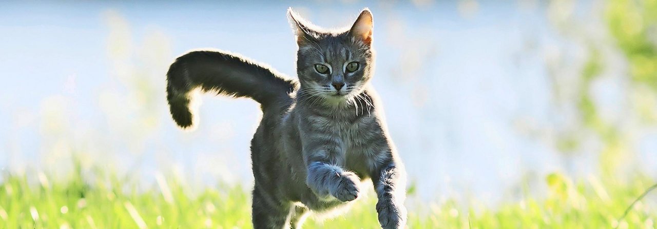 Ob die Katze ihren Namen kennt, ist nicht zuletzt eine Frage ihrer Motivation.