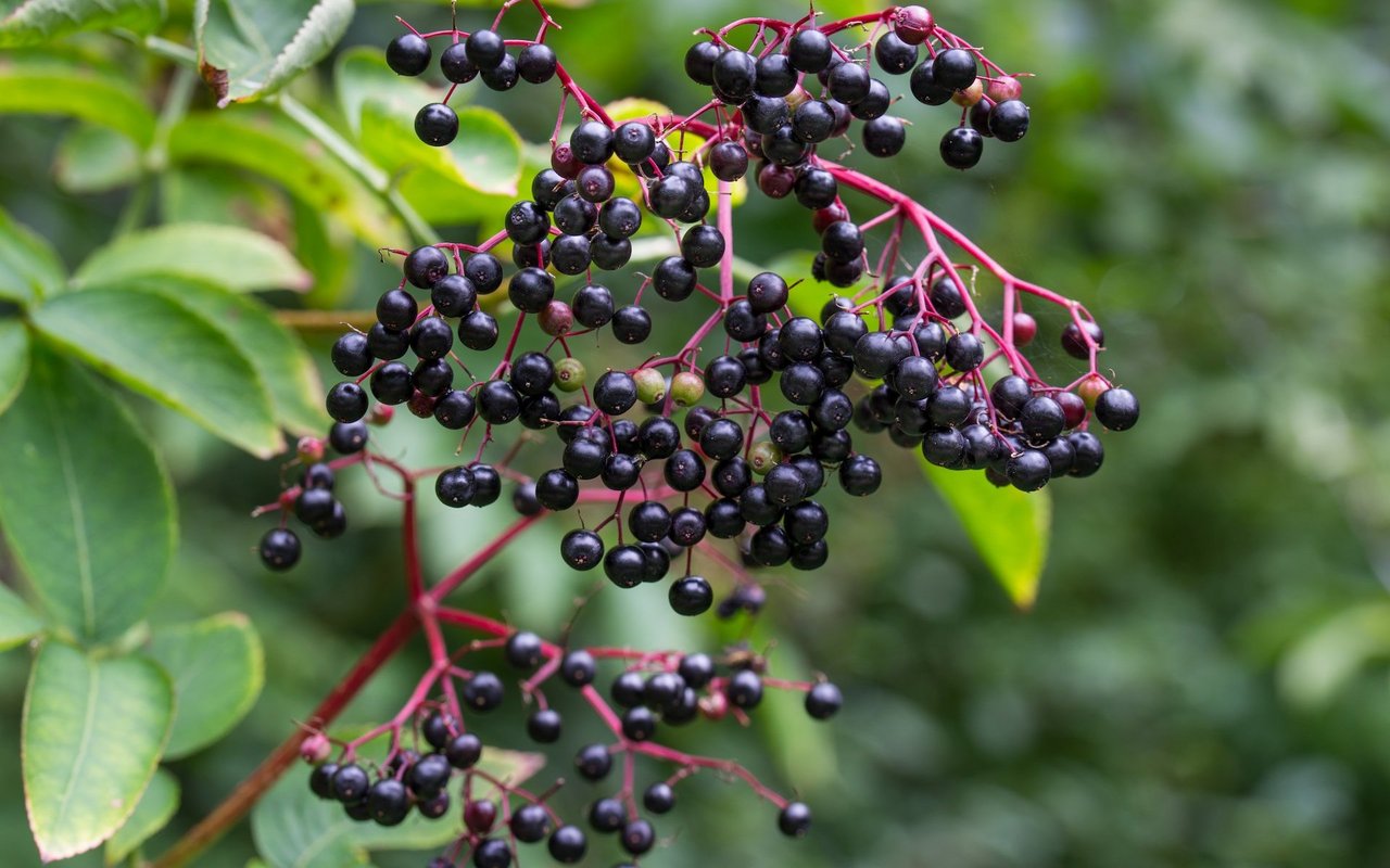 Die Beeren des Schwarzen Holunders sind bald reif und schmecken köstlich als Gelee. 