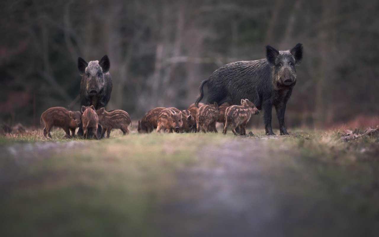 Ohne Eingriffe in den Wildschweinbestand kommt auch Genf nicht aus, insbesondere dadurch, dass die Tiere in Rebbergen landwirtschaftliche Schäden anrichten. 