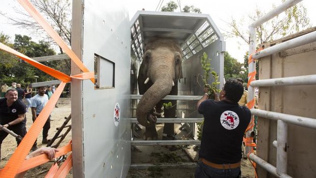 Elefant Kavaan beim Transport