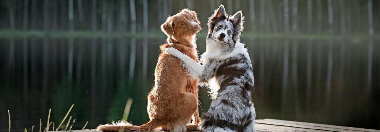 Bis sich zwei Hunde so vertraut sind, braucht es Geduld und regel­mässige Treffen.