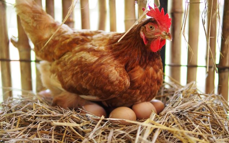 Die Frage, die oft am Osterbrunch diskutiert wird, hat eine einfache Antwort.