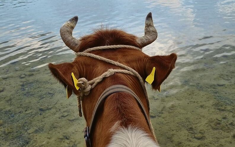 Die Kühe tragen kein Mundstück beim Kuhreiten.