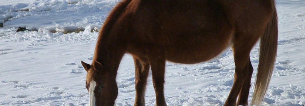 Weidegang tut Pferden auch im Winter gut. Stehen sie allerdings stundenlang im Matsch, kann das Hufe und Haut reizen.